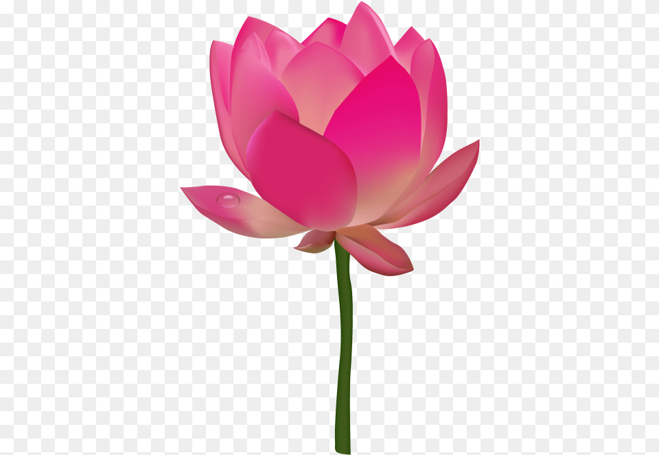 Lotus Images Download Transparent Flower Clip Art, Petal, Plant, Rose, Dahlia Png Image