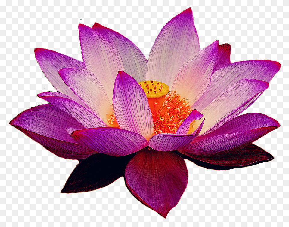 Lotus Images Transparent Background, Dahlia, Flower, Petal, Plant Png Image