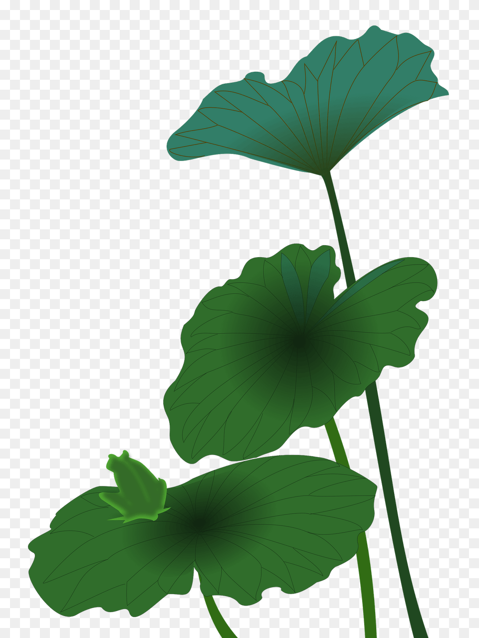 Lotus Leaves Clipart, Flower, Geranium, Green, Leaf Free Transparent Png
