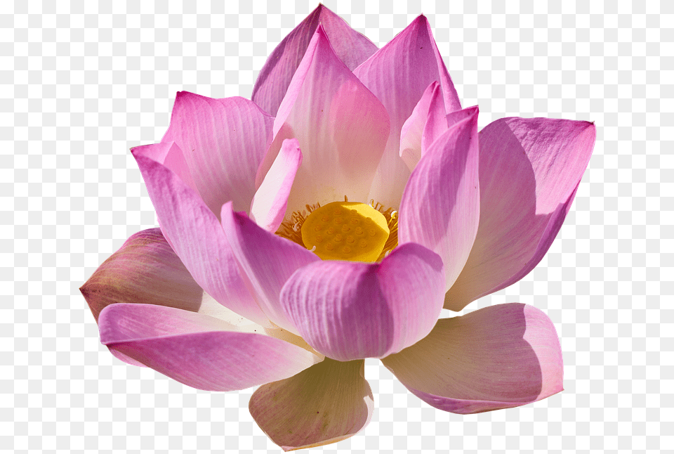 Lotus Lily Lotus Lily Lotus, Flower, Petal, Plant, Dahlia Free Transparent Png