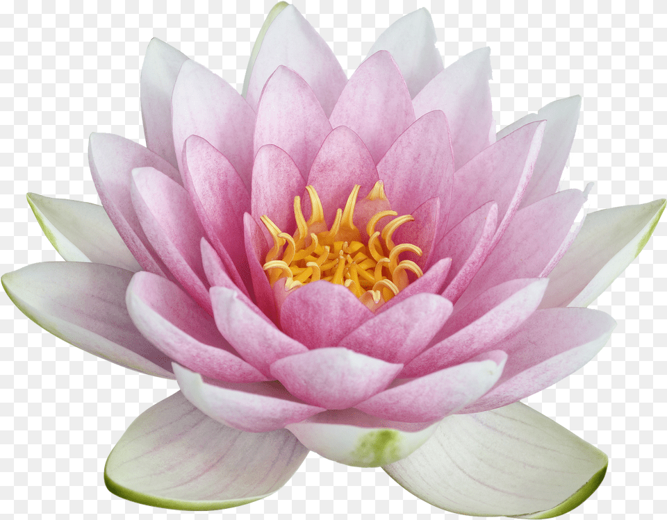Lotus Lotus, Dahlia, Flower, Lily, Plant Png Image