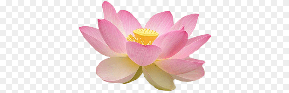 Lotus Lotusflower Flower Sticker By Maria Cristina Pink Flower Side, Plant, Petal, Dahlia, Anther Png Image