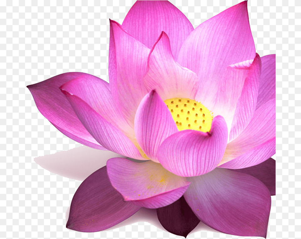 Lotus Padma Flower, Dahlia, Petal, Plant, Lily Free Png Download