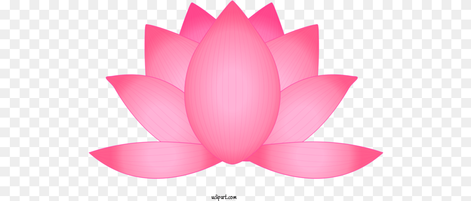 Lotus Petal For Flower Sacred Lotus, Plant, Dahlia, Lily, Pond Lily Free Transparent Png