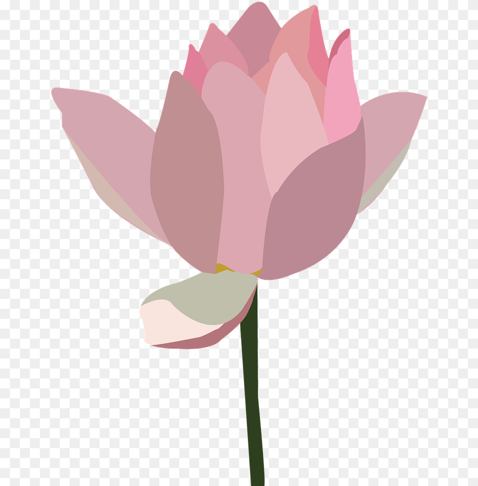 Lotus Pink Flower Image On Pixabay, Petal, Plant, Lily, Pond Lily Free Transparent Png