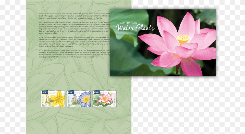 Lotus Sacred Lotus, Advertisement, Flower, Plant, Poster Free Png