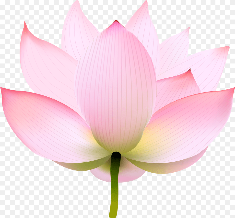 Lotus Transparent Free Png Download