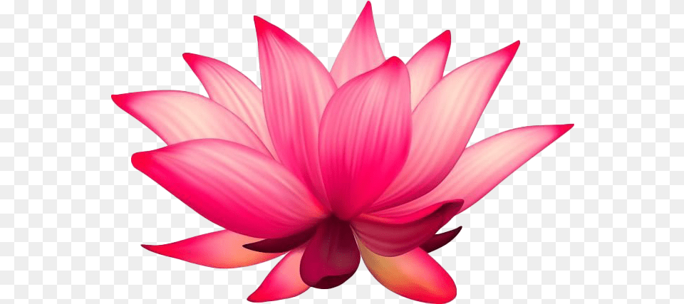 Lotus Transparent Flower Lotus, Petal, Dahlia, Plant, Lily Png