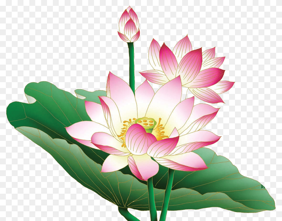 Lotus Images, Flower, Plant, Anther, Petal Free Transparent Png