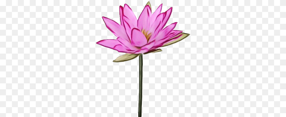 Lotus Transparent Images Sacred Lotus, Dahlia, Flower, Petal, Plant Png Image