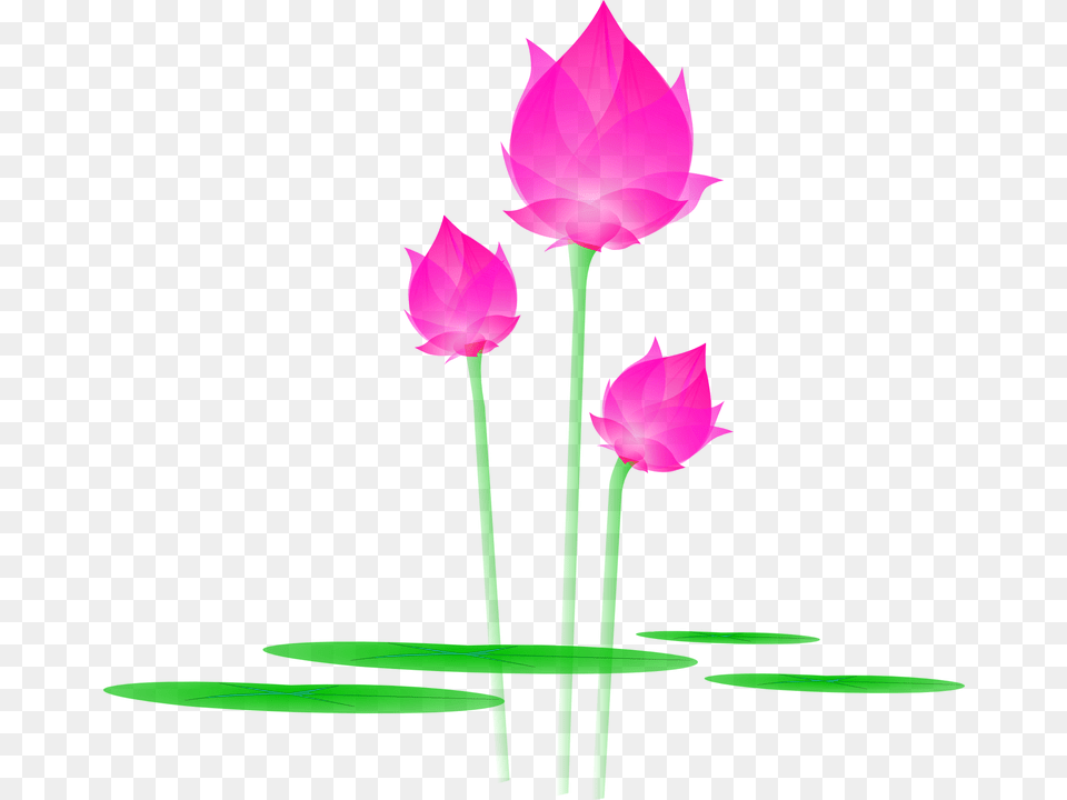 Lotus Tulip, Flower, Leaf, Petal, Plant Png Image