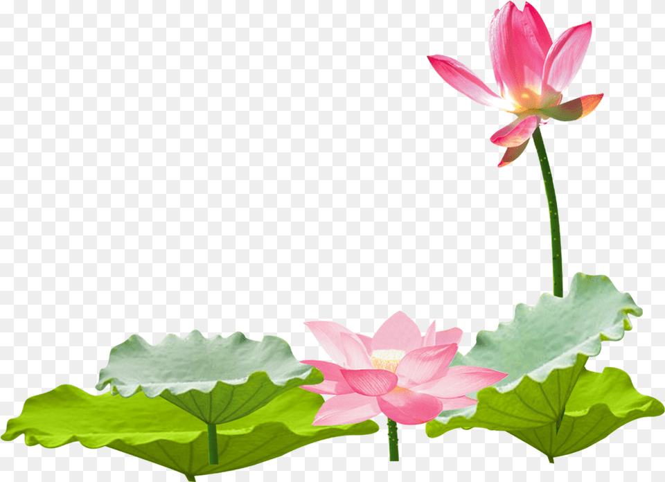 Lotus Vector Chinese Lotus Flower, Lily, Plant, Pond Lily Free Png