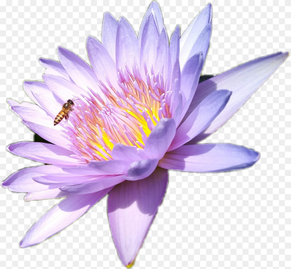 Lotus Wasp Sacred Lotus, Pollen, Flower, Plant, Lily Png
