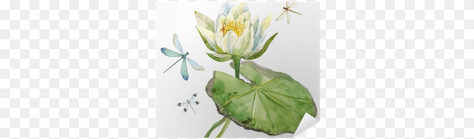 Lotus Watercolor, Flower, Plant, Lily, Animal Free Png Download