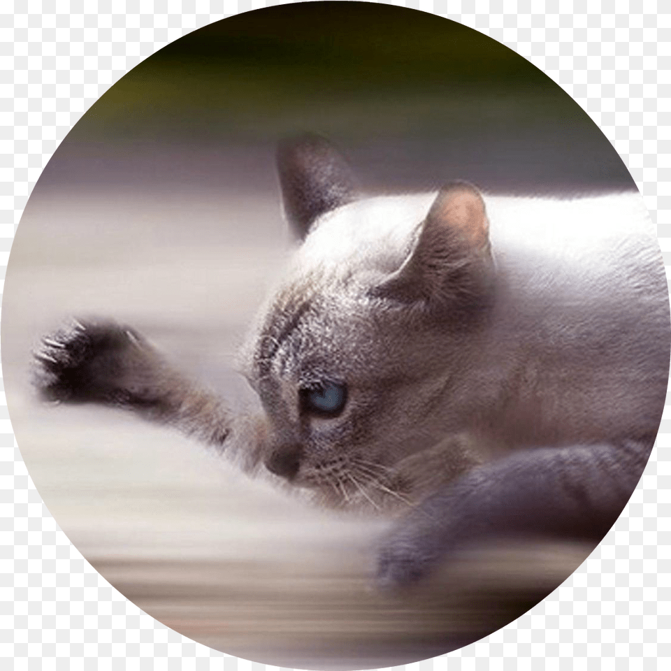 Lotusclan Cool Photos With Movement, Photography, Animal, Cat, Mammal Png Image