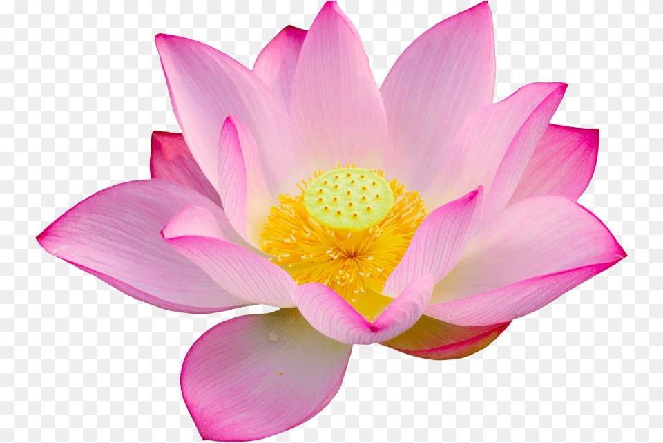 Lotuslotus Bloem Joy Lotus Flower, Plant, Petal, Lily, Dahlia Png Image