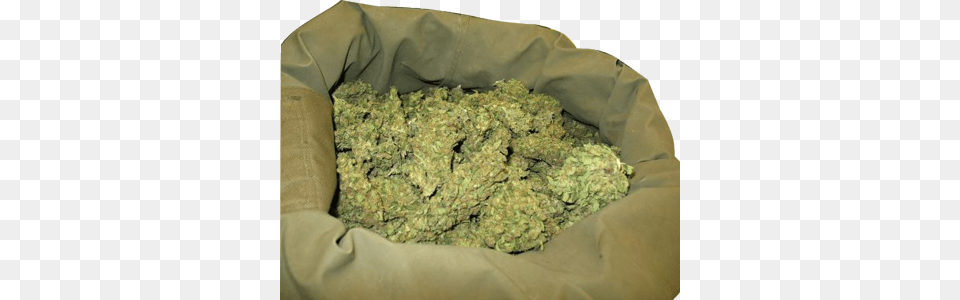 Loud Weed Purple Haze In India, Plant, Adult, Male, Man Free Png Download