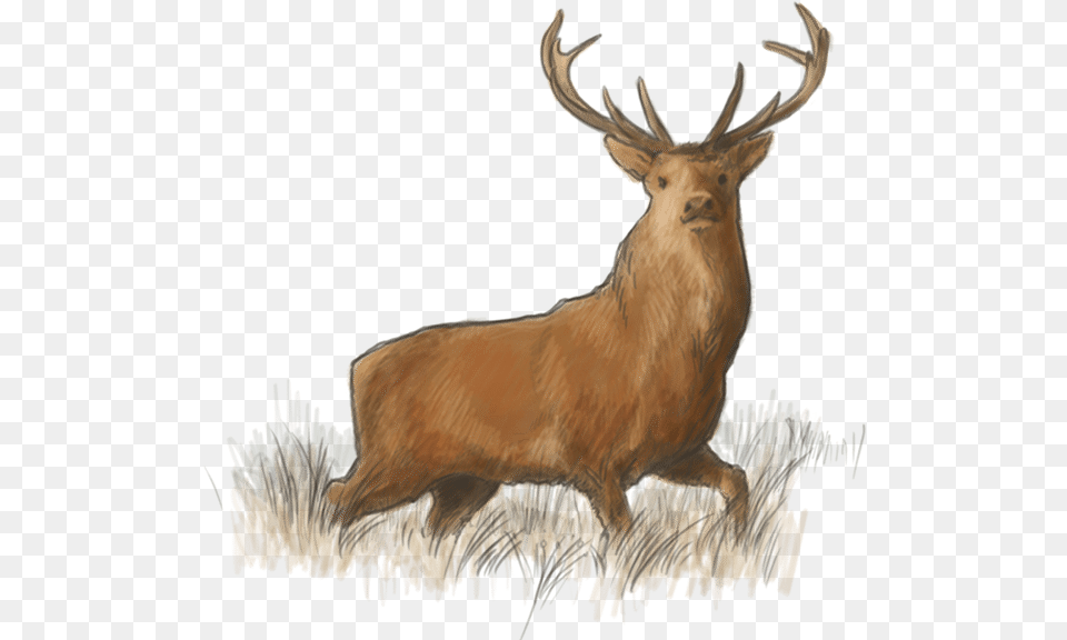 Lough Eske Road Elk The Lodge Harvey S Point Elk, Animal, Deer, Mammal, Wildlife Free Transparent Png
