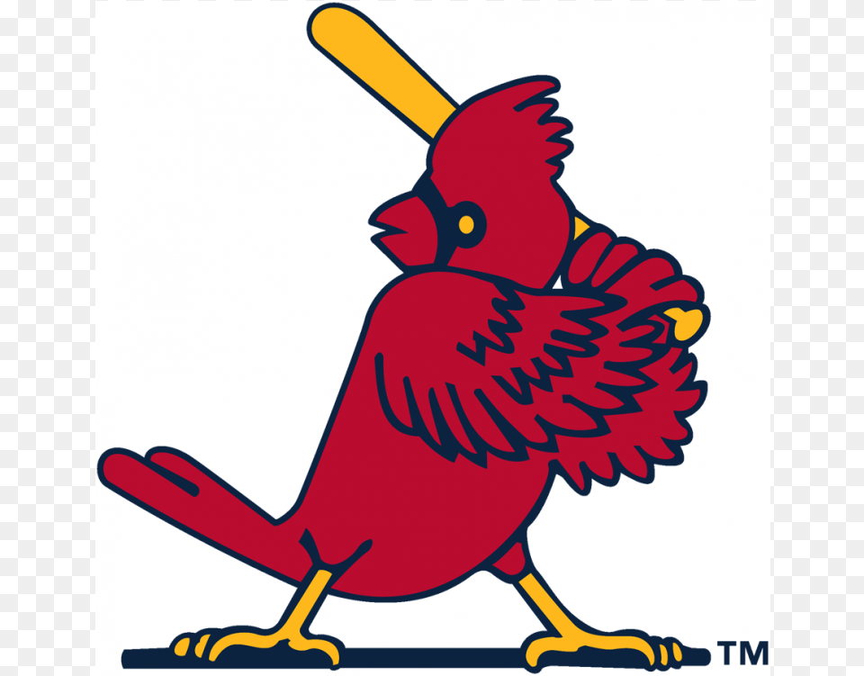 Louis Cardinals Iron On Stickers And Peel Off Decals St Louis Cardinals Logo, Animal, Bird, Cardinal, People Png