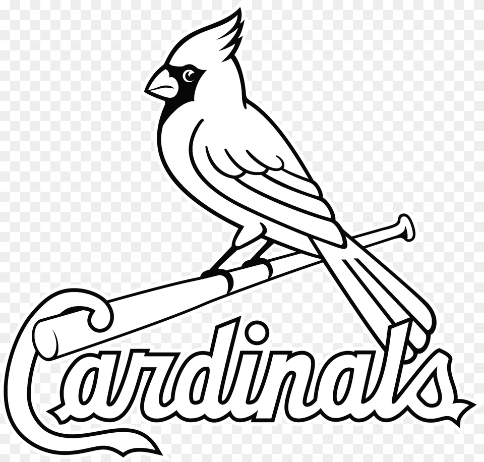 Louis Cardinals Logo Transparent Amp Svg Vector St Louis Cardinals Logo Outline, Animal, Bird, Jay, Cardinal Png