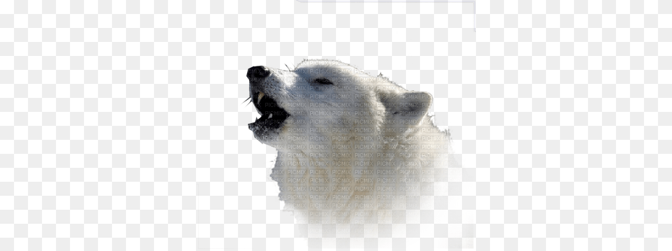 Loup Blanc White Wolf Arctic Fox, Mammal, Animal, Canine, Dog Png Image