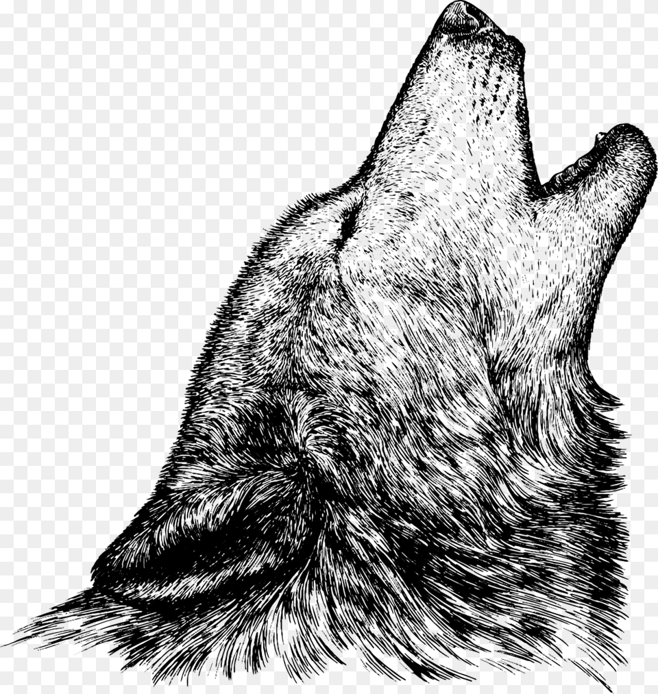 Loup Sketch, Gray Free Transparent Png