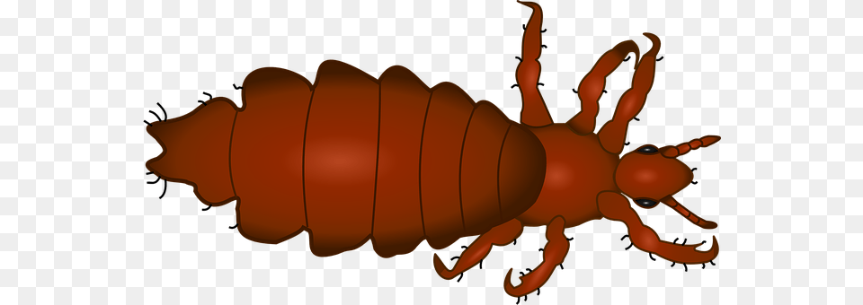 Louse Animal, Person Png Image