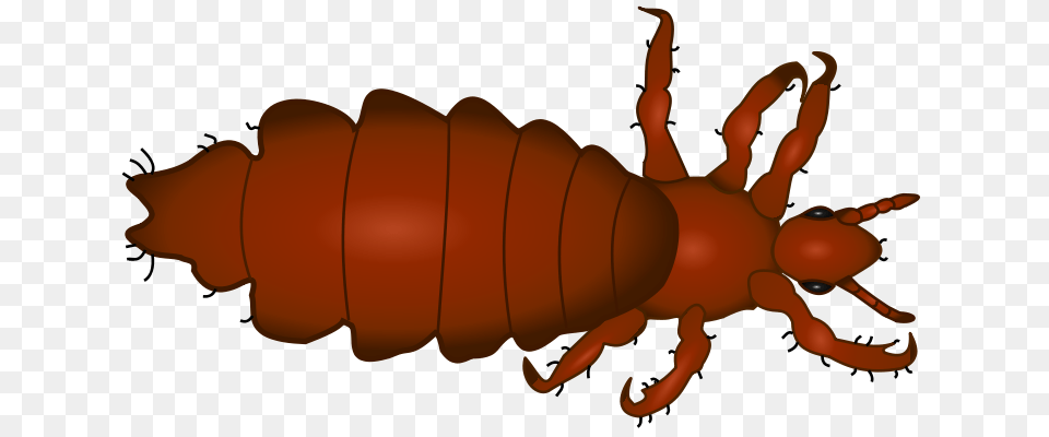 Louse Clipart, Animal Png