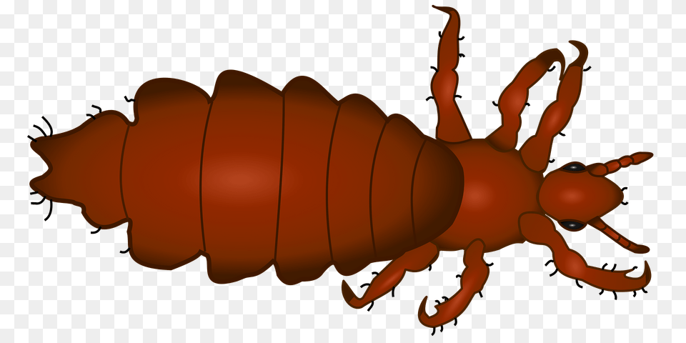 Louse Clipart, Animal Png Image