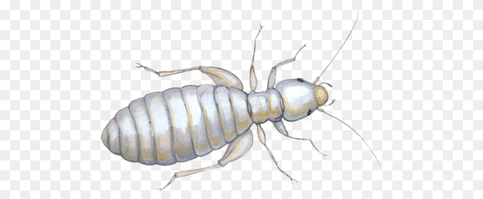 Louse Illustration, Animal, Insect, Invertebrate, Termite Free Png Download