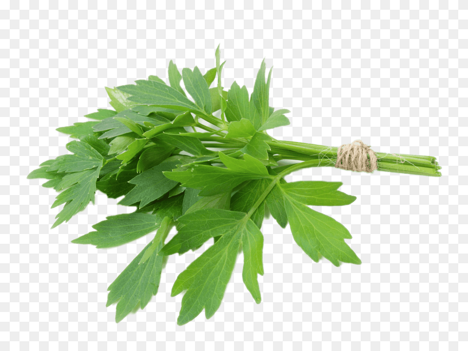 Lovage, Herbs, Parsley, Plant, Herbal Free Png