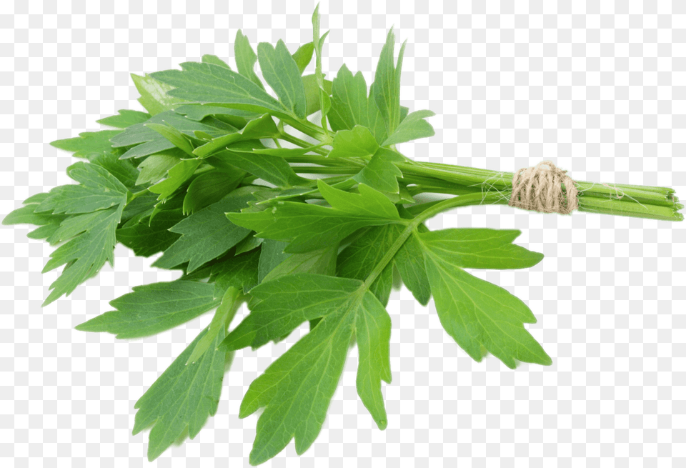 Lovage Lovage Herb, Herbal, Herbs, Parsley, Plant Free Png Download