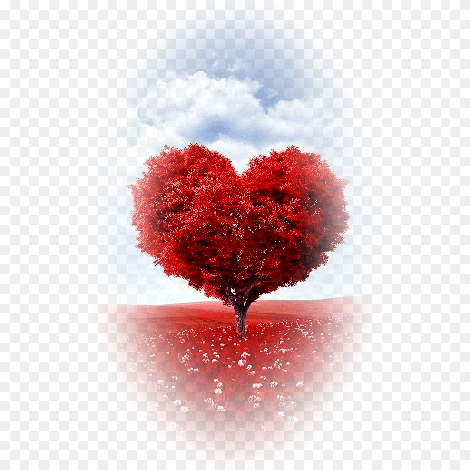 Love, Photography, Plant, Tree, Leaf Free Png