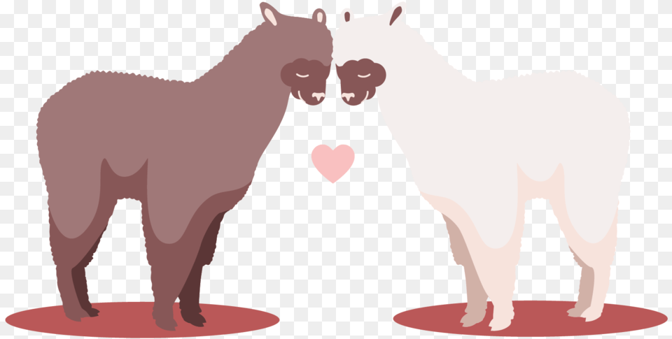 Love, Animal, Bear, Canine, Dog Free Png