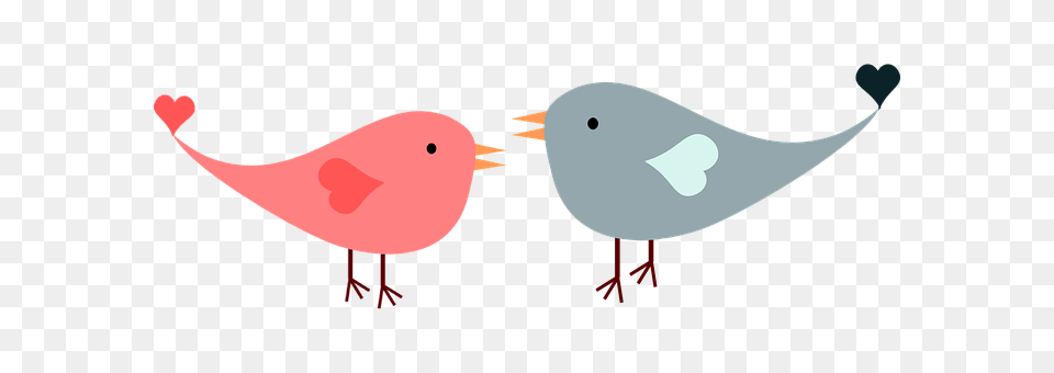 Love Animal, Beak, Bird, Seagull Png Image