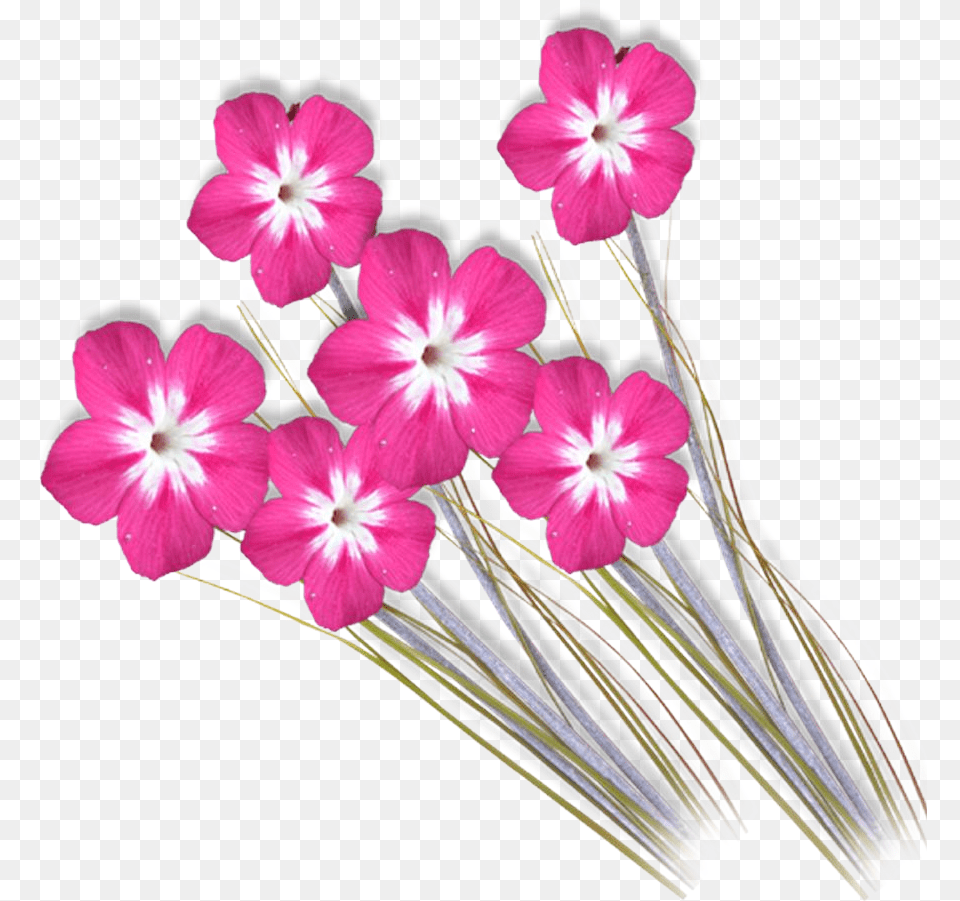 Love Background Design, Flower, Plant, Anther, Flower Arrangement Free Transparent Png