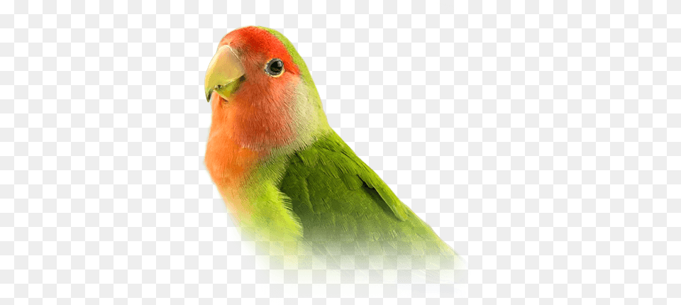 Love Bird Picture Lovebird Animal, Parakeet, Parrot Png
