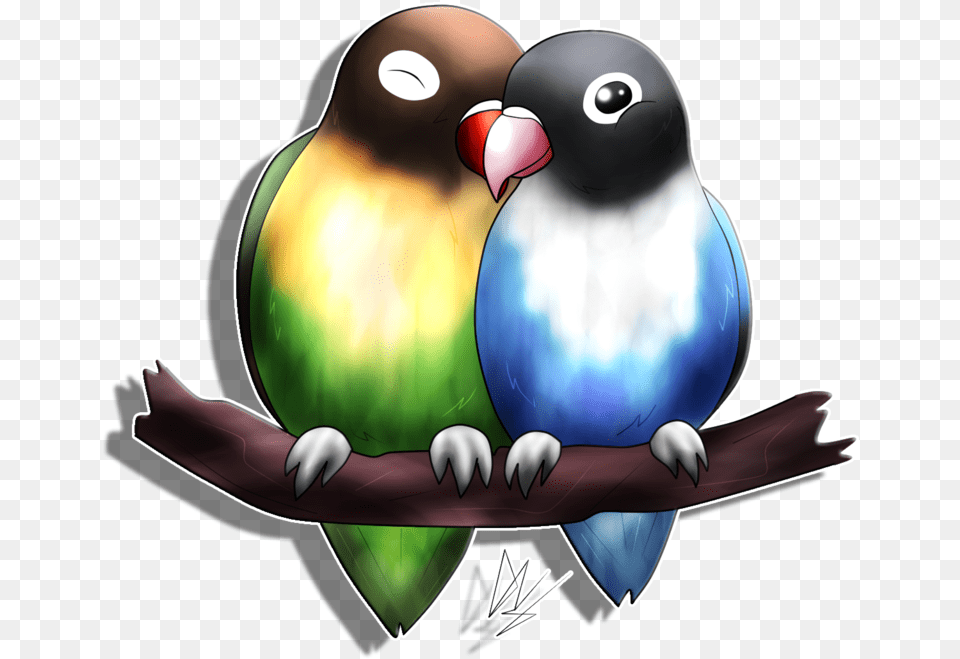 Love Bird Wallpaper, Animal, Parakeet, Parrot, Fish Free Png