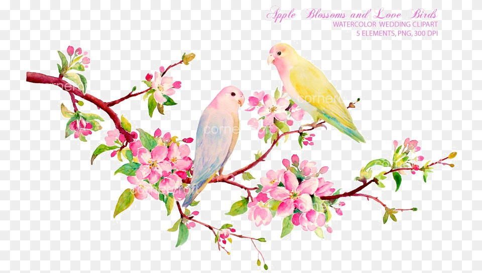 Love Bird Water Color, Animal, Parakeet, Parrot, Flower Free Png