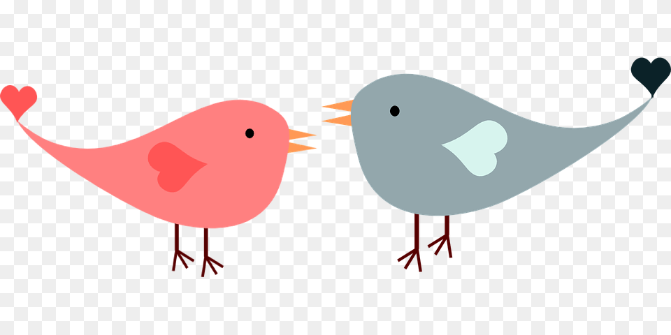 Love Birds, Animal, Beak, Bird Free Transparent Png