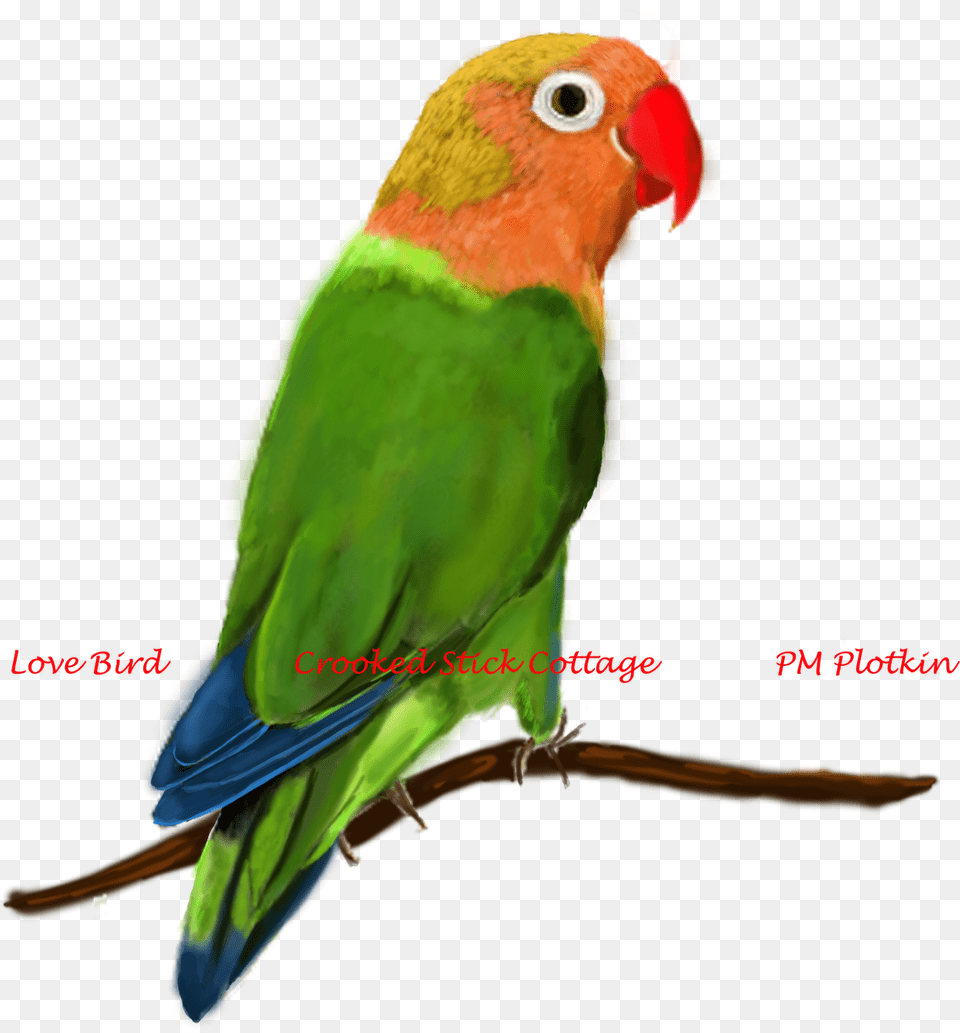 Love Birds, Animal, Bird, Parakeet, Parrot Free Png Download