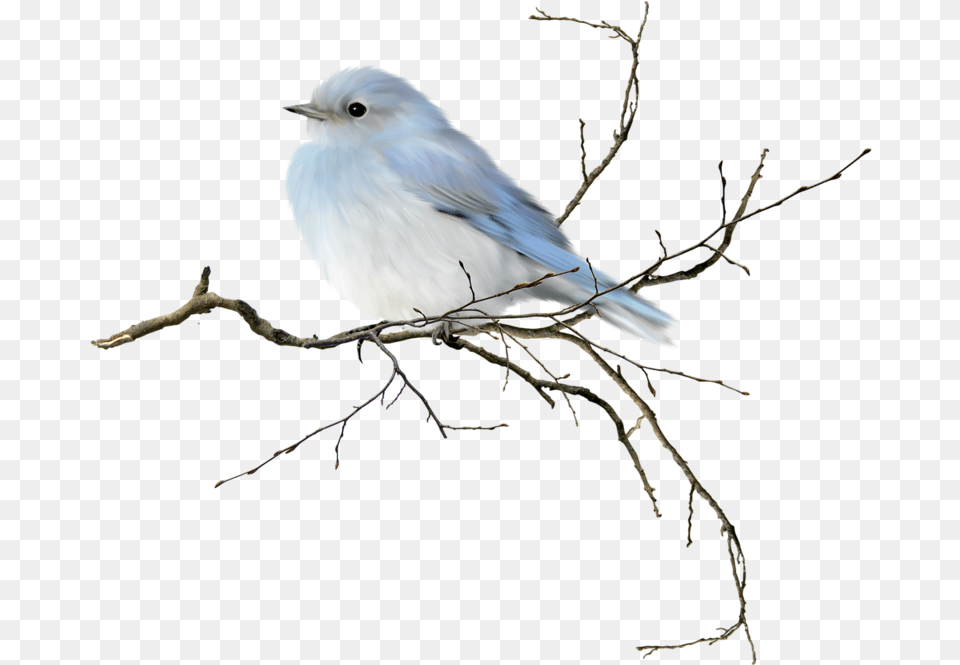 Love Birds Clipart Frame Bird On Branch Watercolor, Animal, Jay, Bluebird Free Transparent Png