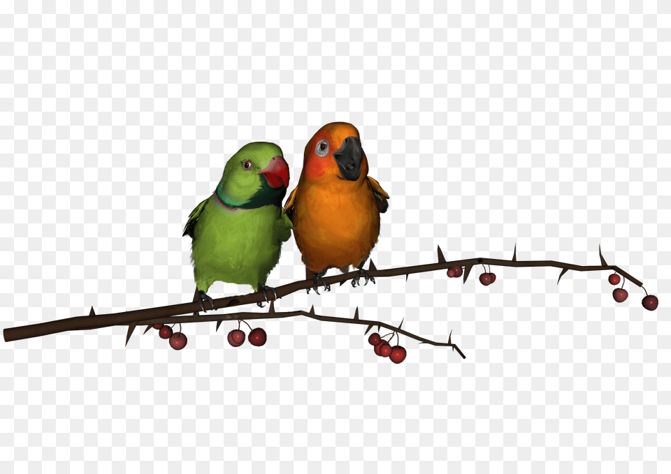 Love Birds Clipart Photos, Animal, Beak, Bird, Parakeet Free Transparent Png