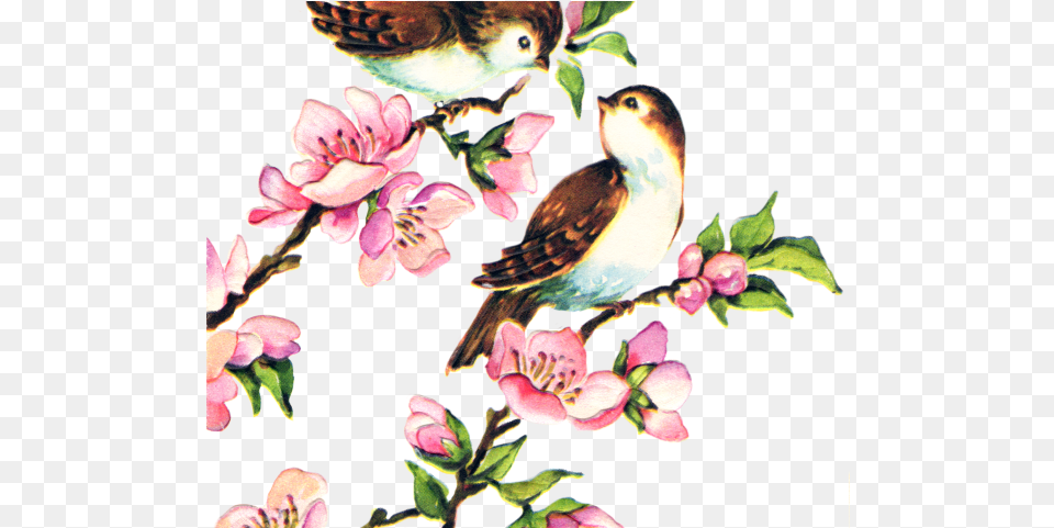 Love Birds Clipart Pretty Bird Vintage Bird, Animal, Flower, Plant, Finch Png