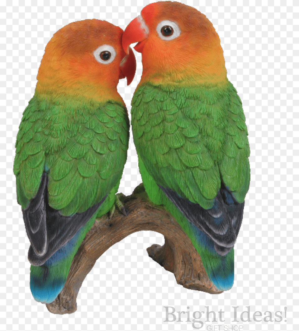 Love Birds Exotic True Life Vivid Arts Lovebirds Lovebirds In Background, Animal, Bird, Parakeet, Parrot Free Png Download