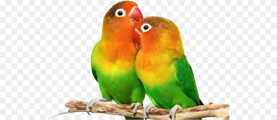 Love Birds Hd, Animal, Bird, Parakeet, Parrot Png Image
