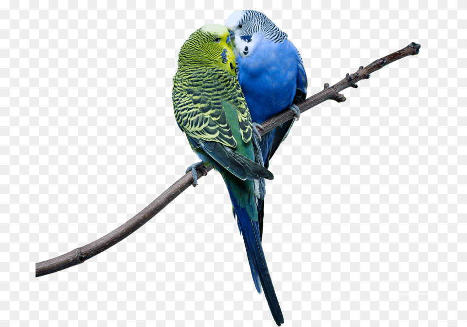 Love Birds Images Cute Hd Love Birds, Animal, Bird, Parakeet, Parrot Free Transparent Png