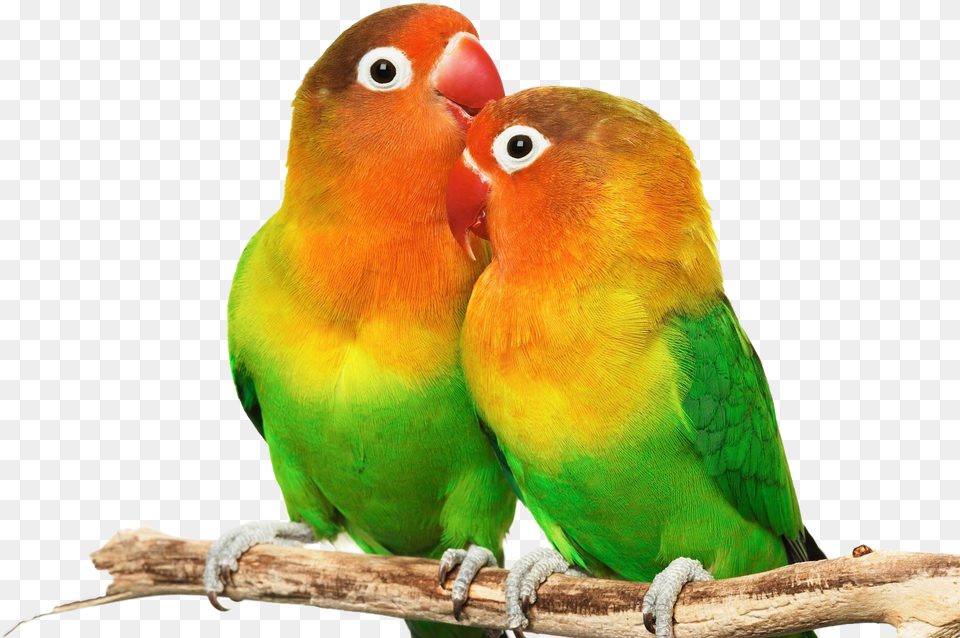 Love Birds Small Colorful Love Birds, Animal, Bird, Parakeet, Parrot Free Transparent Png