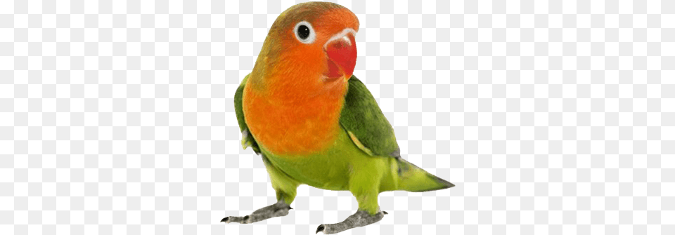 Love Birds Transparent File Gambar Lovebird Kartun, Animal, Bird, Parakeet, Parrot Free Png Download