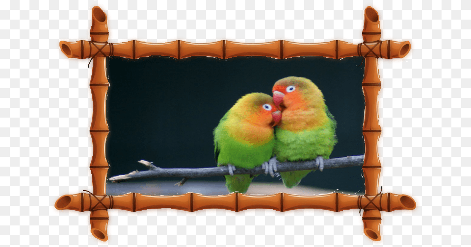 Love Birds With Quotes, Animal, Beak, Bird, Parakeet Free Transparent Png